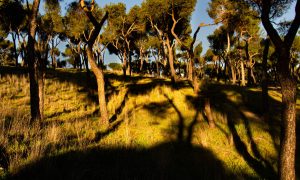 Sombras